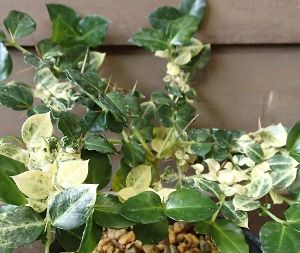 斑入りアリドウシ　苗　苗木