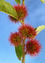 栗 苗木 苗 一才栗(三度栗)紅茜 《果樹苗》