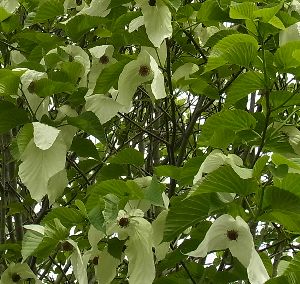 ソノマ　ハンカチの木 （一才性ダビディア）＊樹高15～20センチ程度！のサムネイル