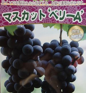 マスカット　ベリーA　（挿し木）ぶどう 苗木 苗 ブドウ 葡萄《果樹苗》マスカットベリーエー「☆」