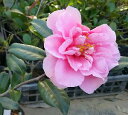 笑顔雲竜 サザンカ(山茶花) 苗 苗木【花木庭木・山茶花・サザンカ・さざんか】(4)