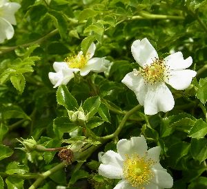 トゲナシテリハノイバラ（棘無照葉野薔薇）白花　6寸鉢植え