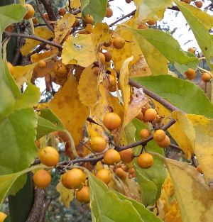 ツルウメモドキ（雌雄同株種）　6寸ポット植え　＊1本で実がなります！