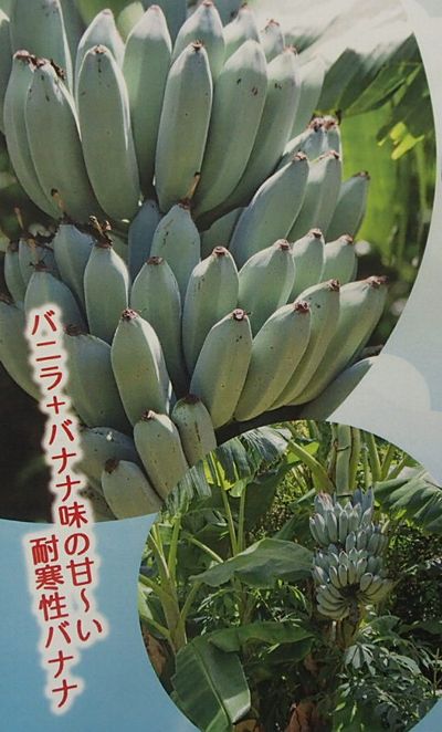 アイスクリームブルーバナナとは?アイスの味がする?植物の特徴や育て方!