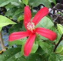 【ハイビスカス】【5寸鉢植え】クレイー(原種系) 苗 苗木 【熱帯植物・トロピカルフラワー・ハワイアンフラワー・ハイビスカス】