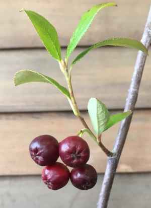 【6寸鉢植え】　アロニア　チョコレートベリー（チョコベリー）《果樹苗》