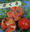 【6寸鉢植え】大甘ザクロ（日本ざくろ）《果樹苗》