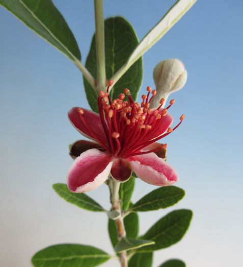 フェイジョア　苗木（小葉性品種　コバーノ）《果樹苗》3寸ポット