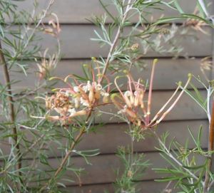 グレビレア　ウィンパラゴールド（赤花）　6寸ポット植えのサムネイル