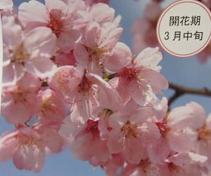 大漁桜 タイリョウザクラ 苗木【庭木 花木 桜 サクラ さく