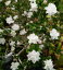 ハクチョウゲ　（白丁花）　白花八重咲き