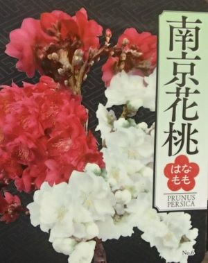 南京桃（南京花桃）5号鉢：【庭木花木・花桃・ハナモモ・はなもも】のサムネイル