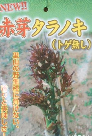 トゲナシ赤芽タラの木（樹高20〜40センチ程度）：トゲ無し赤芽タラノキ《果樹苗》