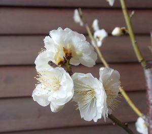 大株！　枝垂れ梅　八重緑萼枝垂れ梅　ヤエリョクガクシダレ(花梅）【庭木花木・花梅・はなうめ・ハナウメ】