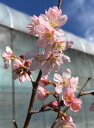 桜 苗木 啓翁桜 桜 苗木 ケイオウザクラ けいおうざくら 苗木 苗 【庭木 花木 桜 サクラ さくら】