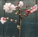 源平枝垂れ桃 花桃 苗木 しだれ桃 シダレ桃 ゲンペイシダレモモ げんぺいしだれもも 源平しだれ桃 咲分け桃 咲分桃 【庭木 花木 花桃 ハナモモ はなもも】