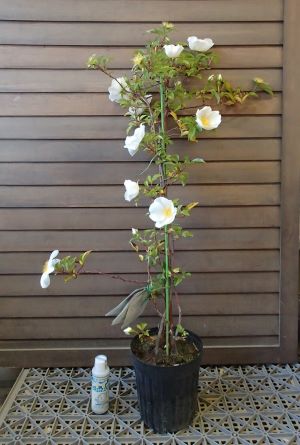 大株！　ナニワイバラ（難波薔薇）　苗　苗木