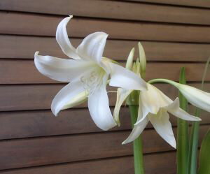 インドハマユウ（アフリカハマユウ）浜木綿　ポット植えのサムネイル