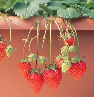 蜜香　強烈な甘さと香り！　イチゴ　　苺苗　　2ポットセット　（いちご苗）：《果樹苗》のサムネイル