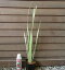 斑入り葉菖蒲(斑入り葉 ハショウブ)
