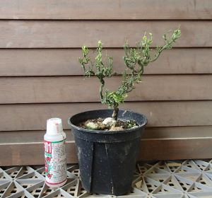 カラタチ 植物図鑑 カラタチ 植物図鑑