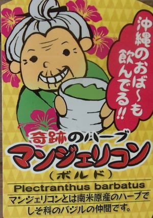 話題のハーブ茶を作ってみませんか？！マンジェリコン　　3寸ポット植え苗