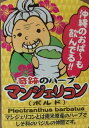 話題のハーブ茶を作ってみませんか?!マンジェリコン 3寸ポット植え苗