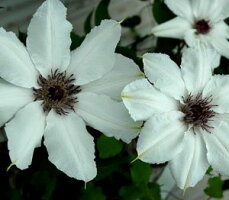 日本花卉ガーデンセンター・アネックス楽天店:日本最大級のガーデニング・園芸サイト!