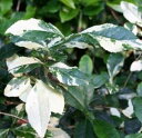 斑入り葉茶の木　白斑　白花　　（お茶の木）　チャノキ　　＊小苗！