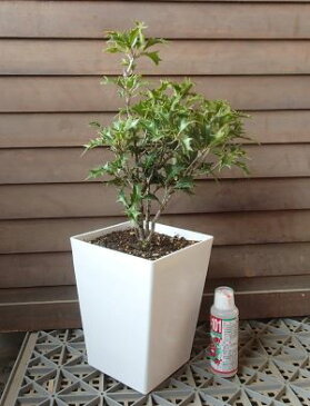 【6寸スクエア鉢植え】オニヒイラギ(鬼柊)