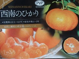 西南のひかり みかん オレンジ ：果樹苗 PVP商品 種苗法登録品種 