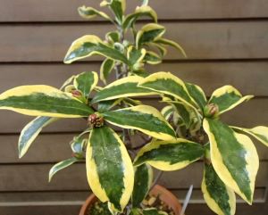 【5寸鉢植え】黄深覆輪沈丁花（前島）ジンチョウゲ　苗　苗木　斑入り葉沈丁花