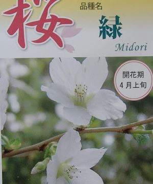 みどり桜 緑桜 桜の苗木