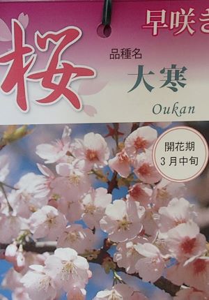 大寒桜 オオカンザクラ 苗木【庭木 花木 桜 サクラ さくら】別名：安行寒桜