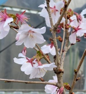 【桜苗木】　三波川冬桜　【庭木花木・桜・サクラ・さくら】