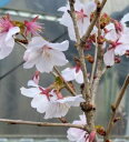 桜 苗木 三波川冬桜 【庭木花木・桜・サクラ・さくら】