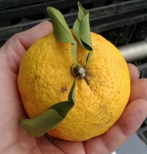 柚子　苗木　大実ユズ　≪寿≫　（本柚子）大実柚子　ゆず　苗木《果樹苗》　柑橘苗　苗木　接木　苗　み..