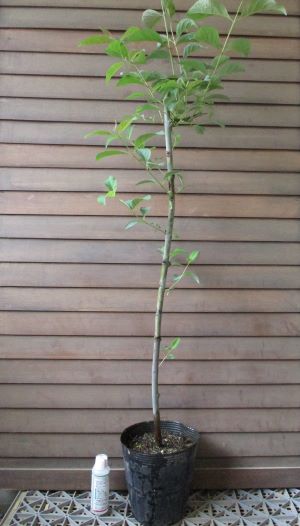 花 観葉植物珍しい 果樹 花木 苗 植物 を日本花卉で探してみませんか レインボーユーカリ 大株 樹高100センチ程度 先端カットしています 同梱不可 日本花卉ガーデンセンター Annex