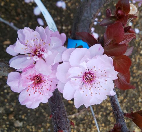 紅葉花梅　（紅花）　　苗　苗木　＊樹高20センチ程度！　：（花梅）　 ハナウメ 苗木 苗