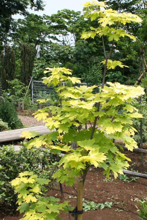 ノルウェイカエデ　プリンストンゴールド　4寸ポット