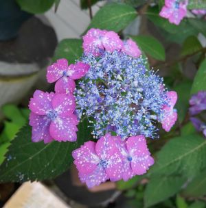 紫陽花　苗　星の雫　山紫陽花　　苗木　庭木　あじさい　【花木庭木・アジサイ・山紫陽花・あじさい】