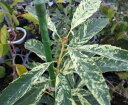斑入り葉コナラ 紅孔雀 6寸鉢植え