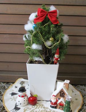 コニカ カナダトウヒ 6寸スクエア鉢植え クリスマスツリーにいかが 