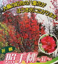 照手紅 （6寸鉢植え）花桃 苗木 テルテベニ てるてべに【庭木　花木　花桃　ハナモモ　はなもも】