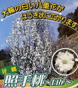 照手白（6寸鉢植え） 花桃 苗木 テルテシロ てるてしろ【庭木　花木　花桃　ハナモモ　はなもも】