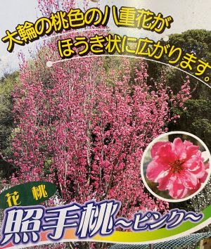 照手桃 （6寸鉢植え）花桃 苗木 テルテモモ てるてもも【庭木　花木　花桃　ハナモモ　はなもも】