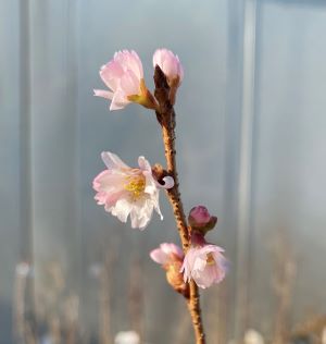 小原四季咲桜　：　オバラシキザキサクラ　　（桜）