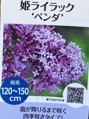 姫ライラック（ペンダ）苗　苗木【花木庭木・ライラック・リラの木】のサムネイル