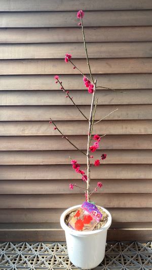 【6寸鉢植え】鹿児島紅梅 花梅 苗木 かごしまこうばい カゴシマコウバイ【庭木 花木 花梅 はなうめ ハ..