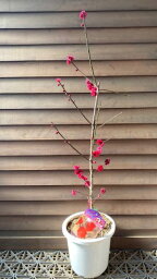 【6寸鉢植え】鹿児島紅梅 花梅 苗木 かごしまこうばい カゴシマコウバイ【庭木 花木 花梅 はなうめ ハナウメ】